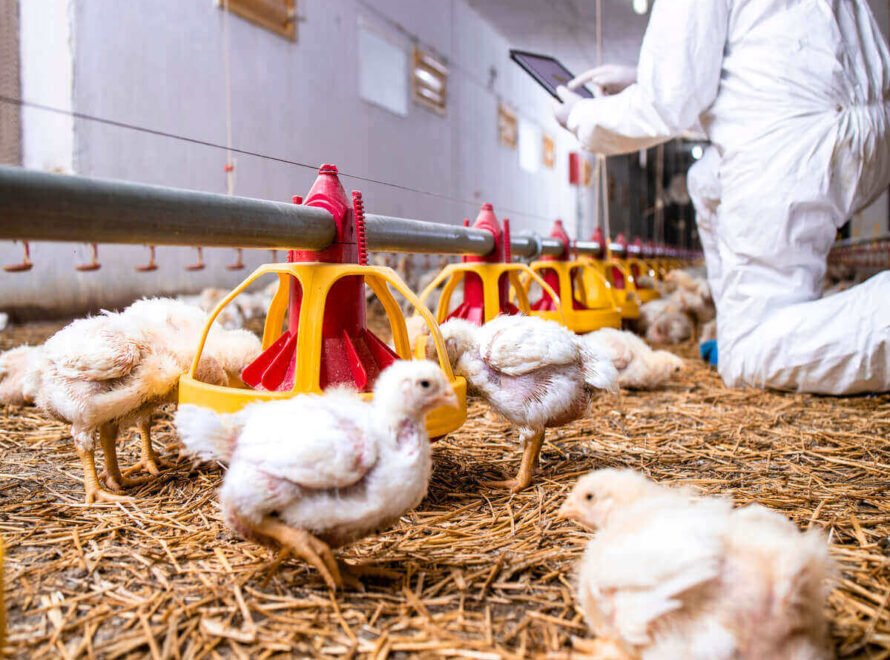 The Future of Poultry Farming in Kenya