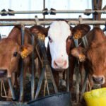 The Importance of Animal Welfare in Beef Production