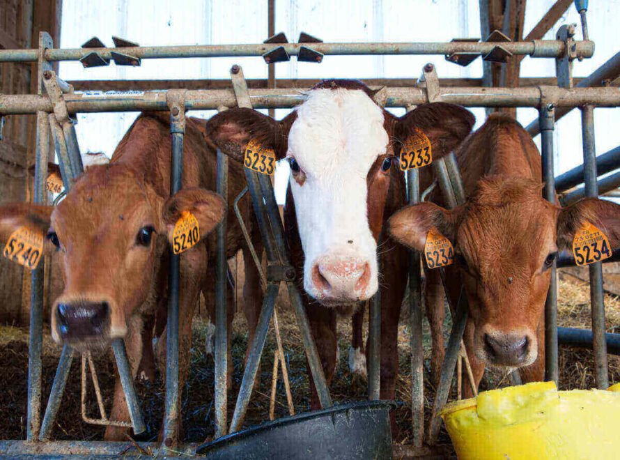 The Importance of Animal Welfare in Beef Production