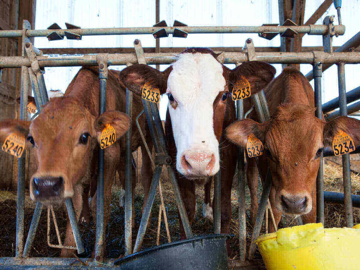 The Importance of Animal Welfare in Beef Production