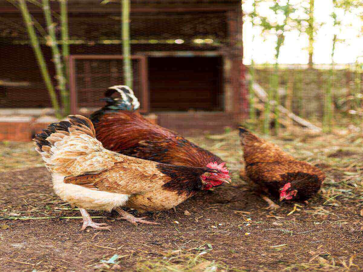 The Importance of Local Agriculture in Kenya