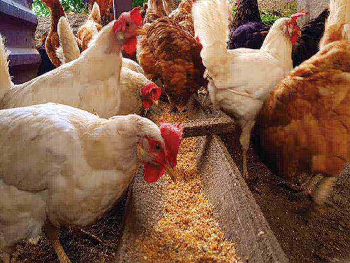 The Importance of Quality Feed in Raising Healthy Chickens Building Excellence from the Ground Up