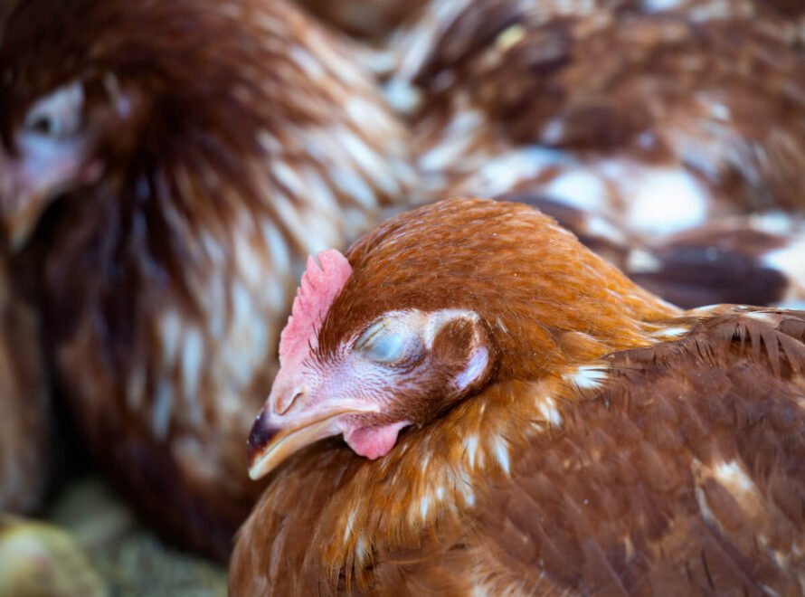 Top Qualities to Look for in a Chicken Meat Supplier in Kenya