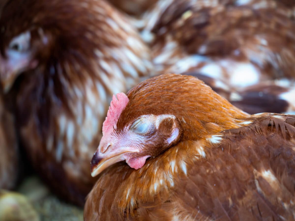 Top Qualities to Look for in a Chicken Meat Supplier in Kenya