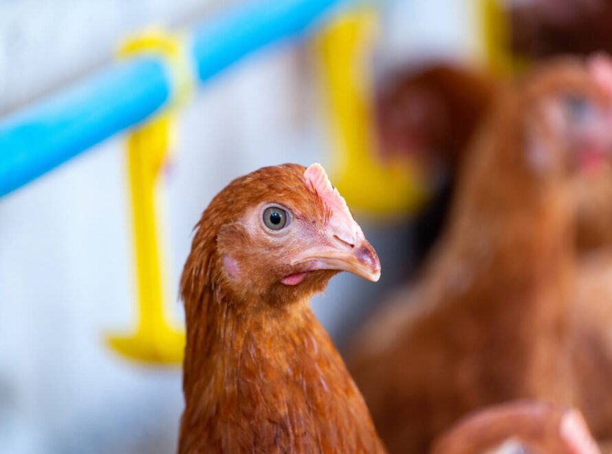 Understanding Poultry Nutrition in Kenya