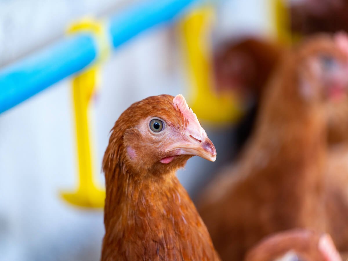 Understanding Poultry Nutrition in Kenya