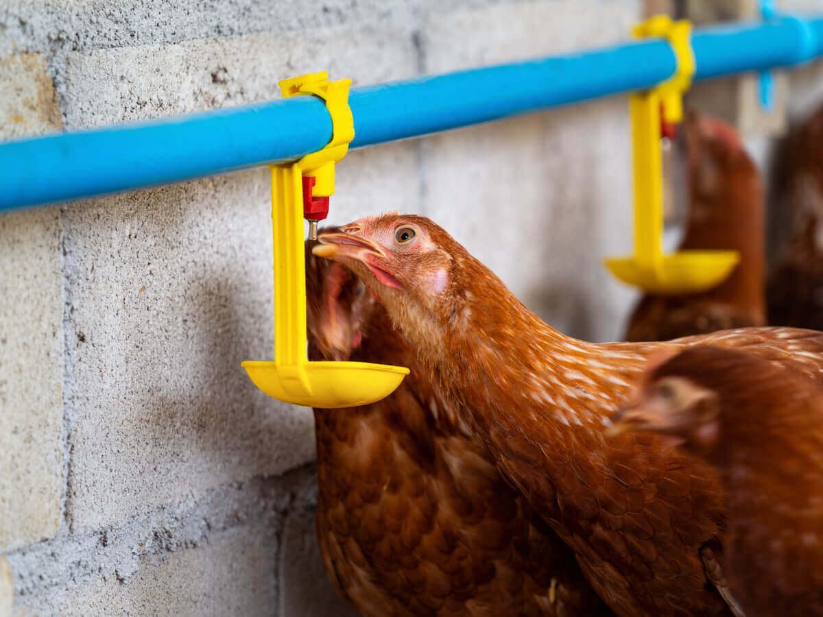 Water Management in Poultry Farming