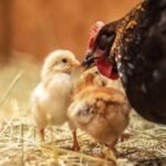 What Does Responsibly Raised Chicken Mean A Consumer's Guide to Better Poultry Choices