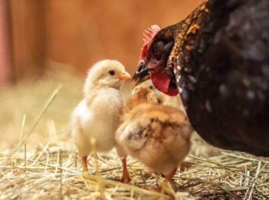 What Does Responsibly Raised Chicken Mean A Consumer's Guide to Better Poultry Choices
