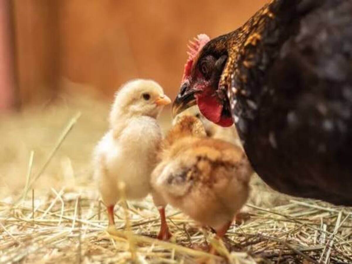 What Does Responsibly Raised Chicken Mean A Consumer's Guide to Better Poultry Choices