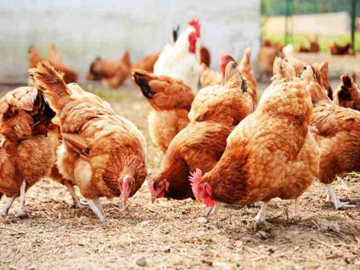 What Is Farm-to-Fork Chicken Understanding the Future of Fresh, Traceable Poultry