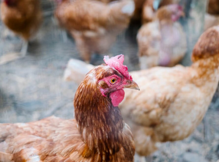 What Makes a Reliable Chicken Meat Supplier in Nairobi