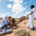 Why Animal Welfare Matters in Camel Farming