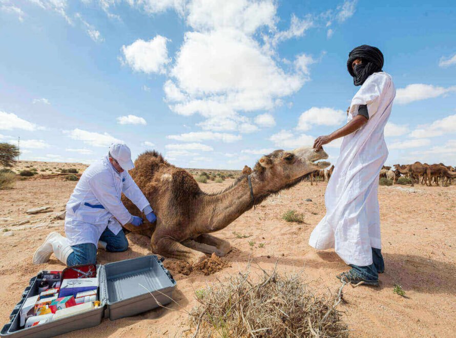 Why Animal Welfare Matters in Camel Farming