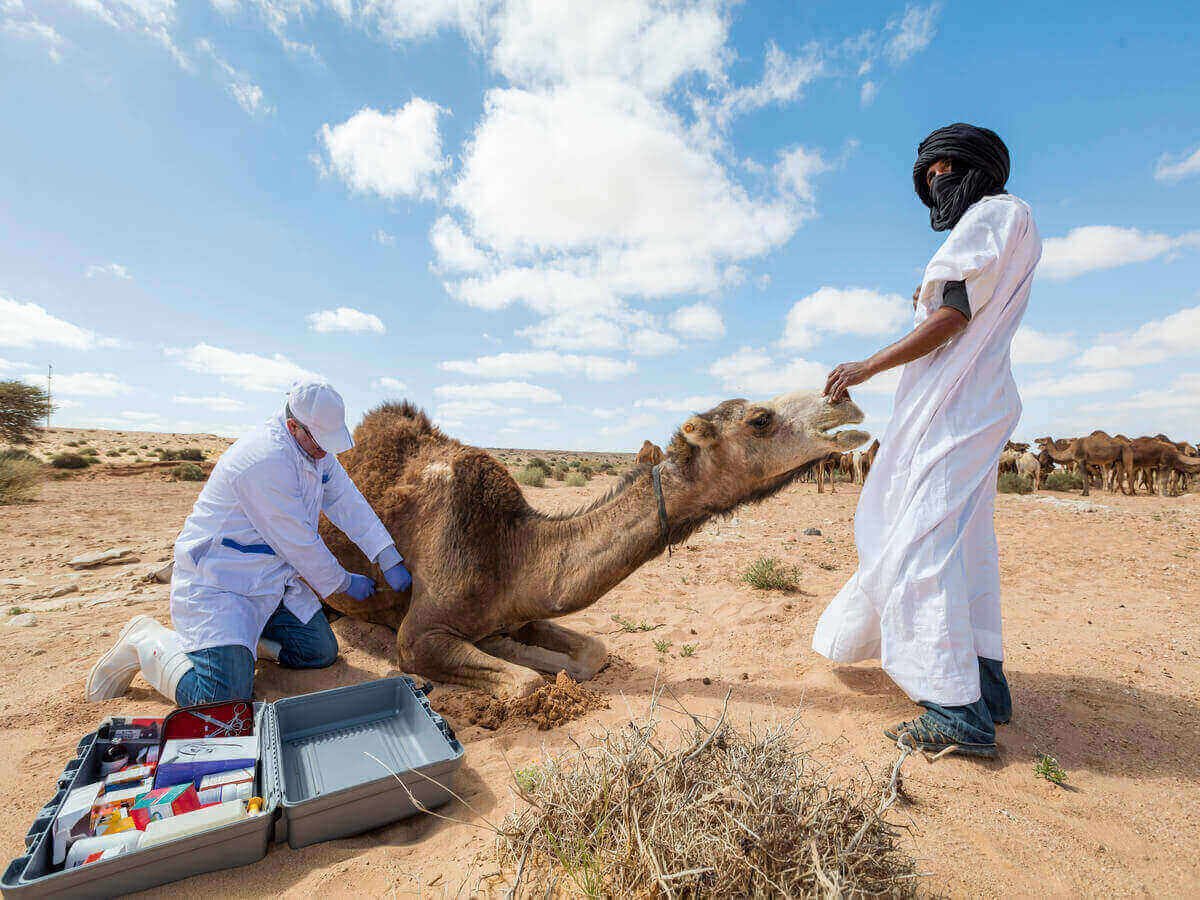 Why Animal Welfare Matters in Camel Farming