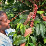 Why Buying Coffee from a Local Kenyan Producer Matters