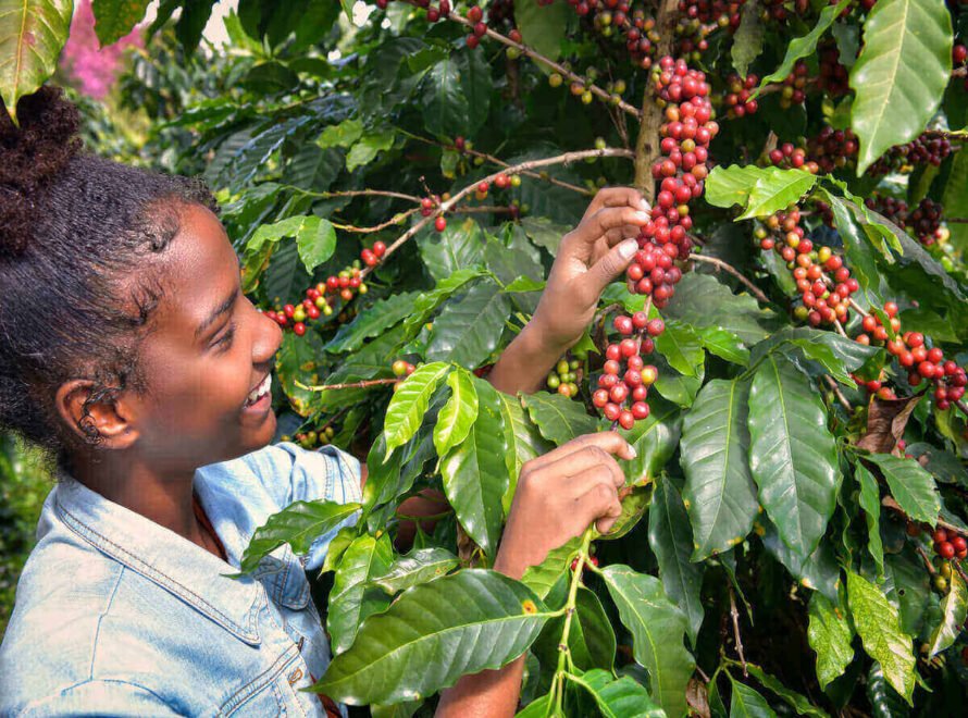 Why Buying Coffee from a Local Kenyan Producer Matters