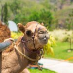 Why Camel Farming Is Growing in Kenya