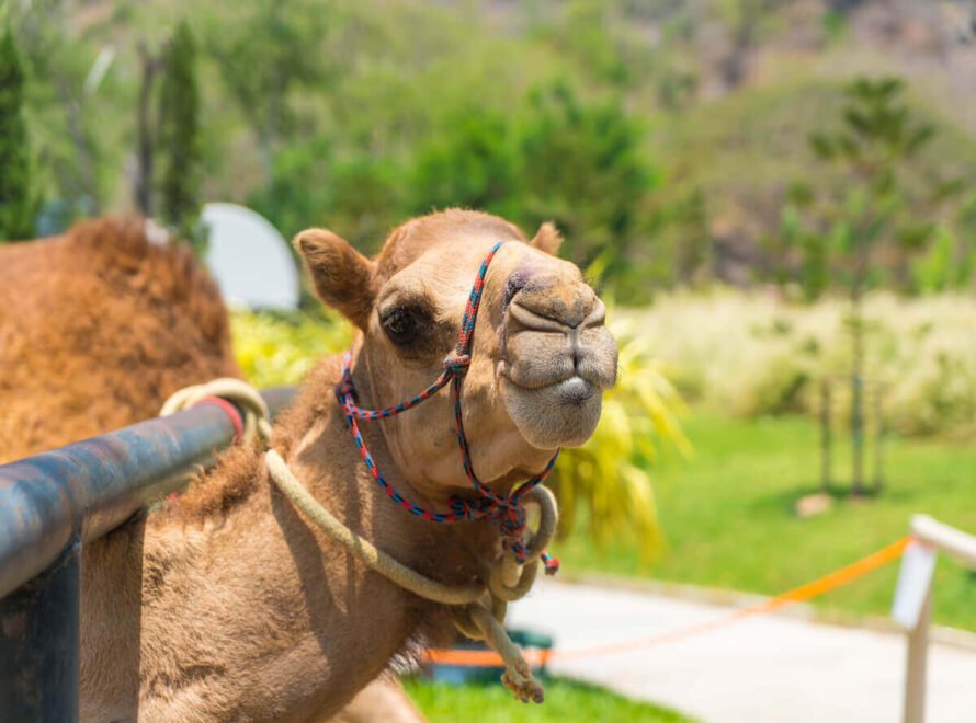 Why Camel Farming Is Growing in Kenya