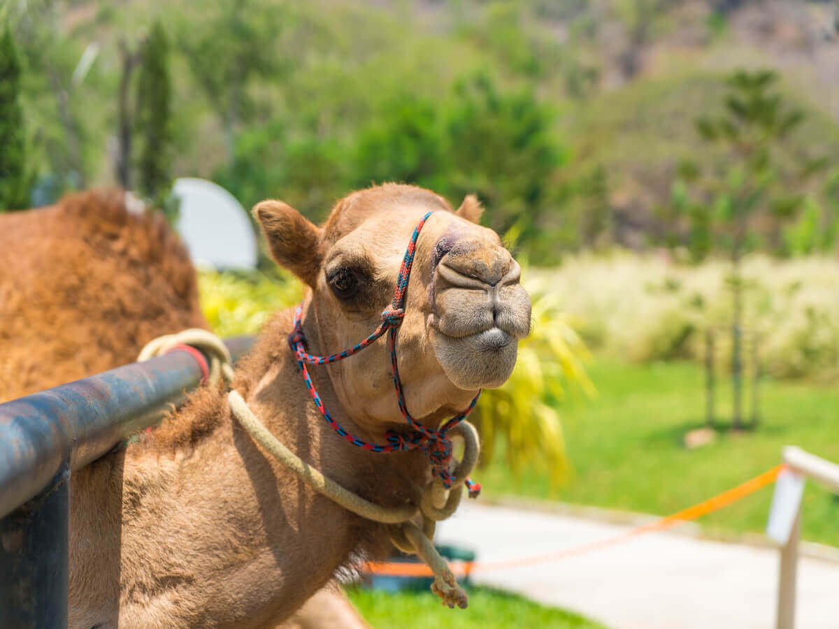 Why Camel Farming Is Growing in Kenya