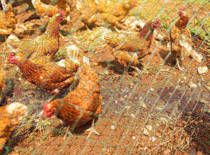 Why Choosing Local Farmers Benefits Everyone Strengthening Kenya's Food Future with Soba Renaissance