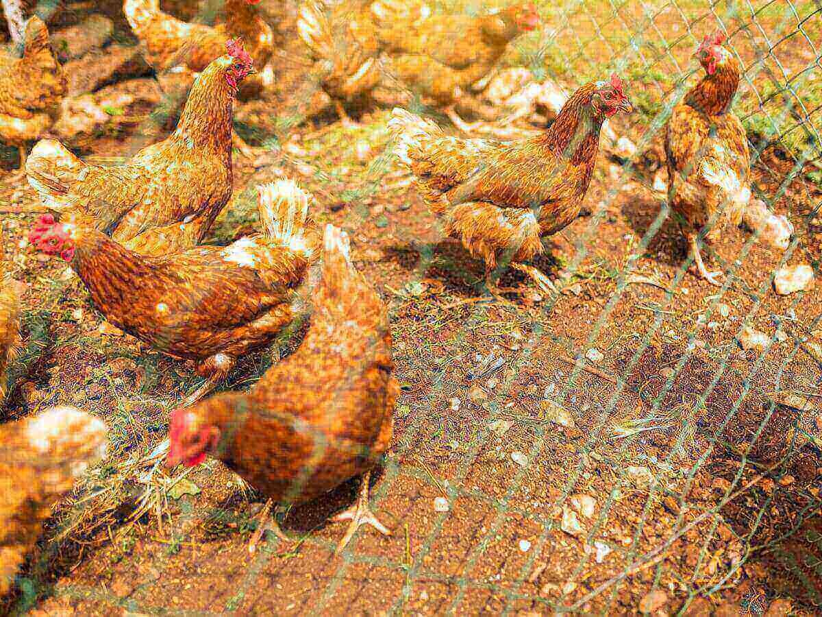 Why Choosing Local Farmers Benefits Everyone Strengthening Kenya's Food Future with Soba Renaissance
