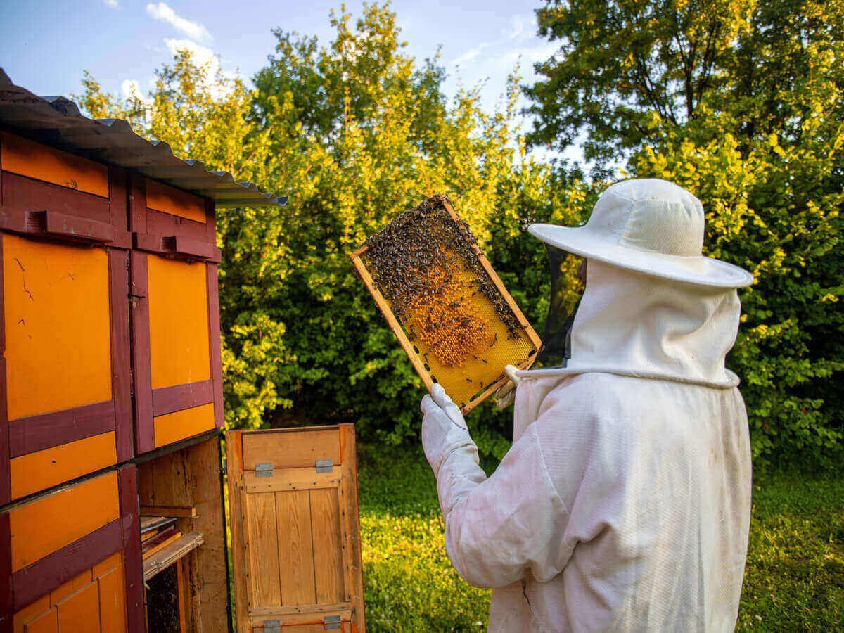 Why Eco-Conscious Beekeeping Produces Better Honey