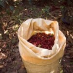 Why Eco-Conscious Coffee Farming Produces Better Coffee