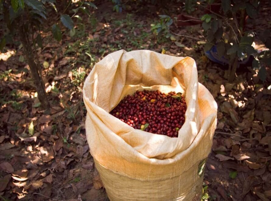 Why Eco-Conscious Coffee Farming Produces Better Coffee