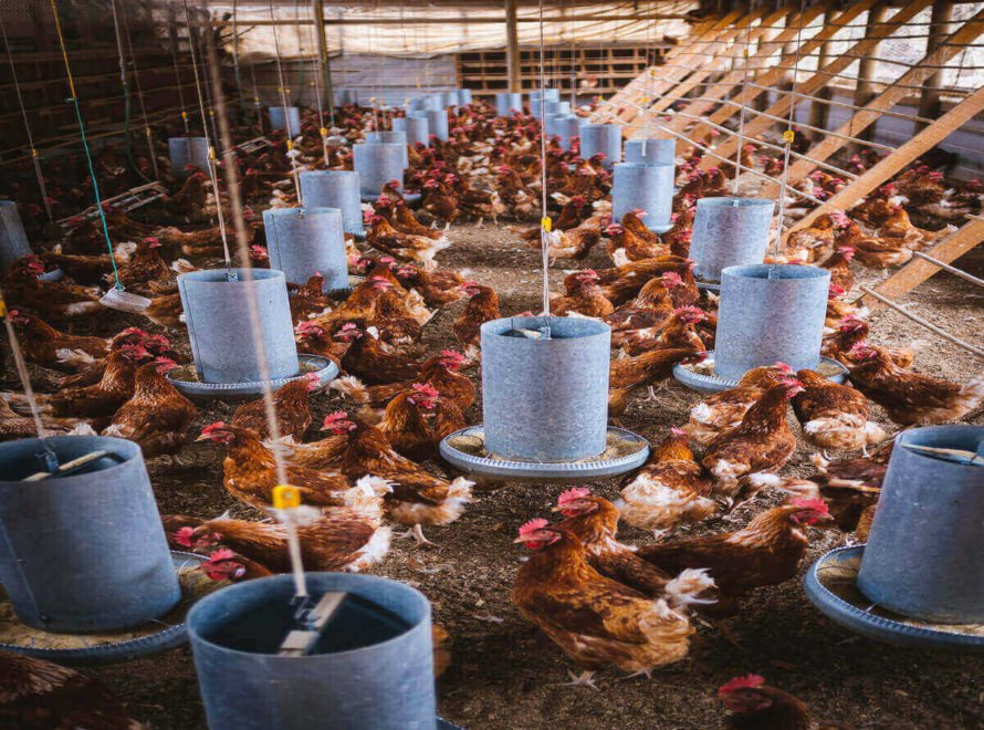 Why Poultry Farming Is Growing Rapidly in Kenya