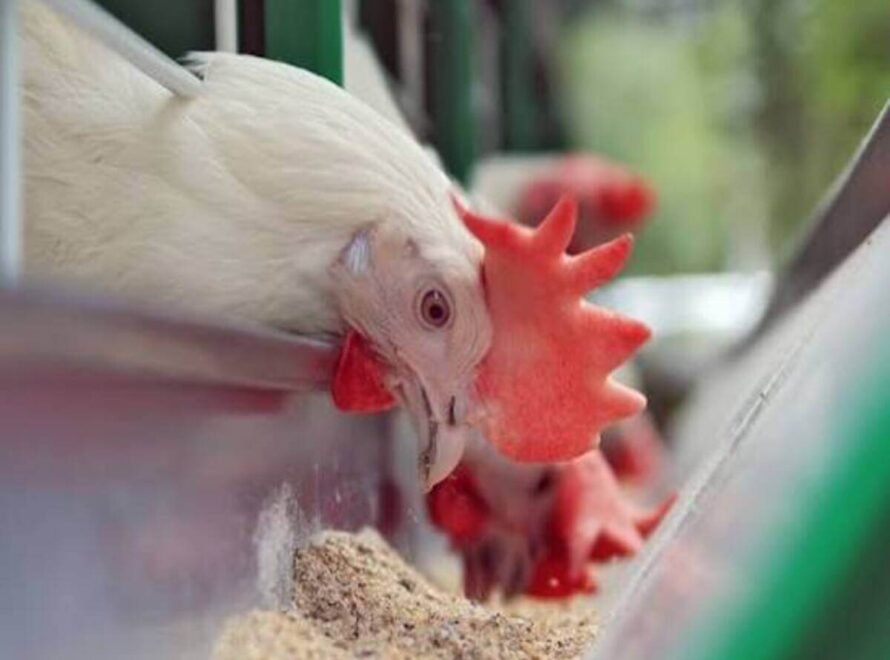 Why Quality Feed Matters for Poultry Farming in Kenya