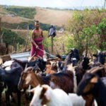 Why Supporting Kenyan Beef Farmers Matters