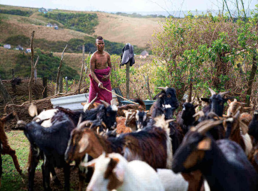 Why Supporting Kenyan Beef Farmers Matters