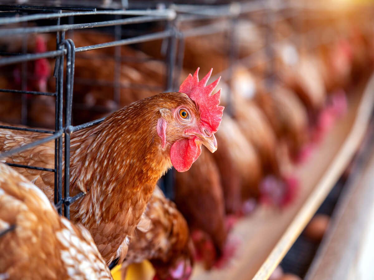 Why Sustainable Chicken Farming Matters Building a Healthier Future for Kenya Through Responsible Poultry Production