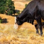Why Sustainable Livestock Farming Benefits Everyone