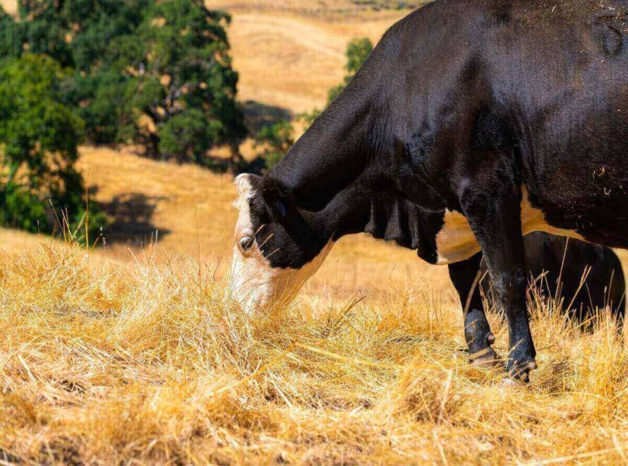Why Sustainable Livestock Farming Benefits Everyone