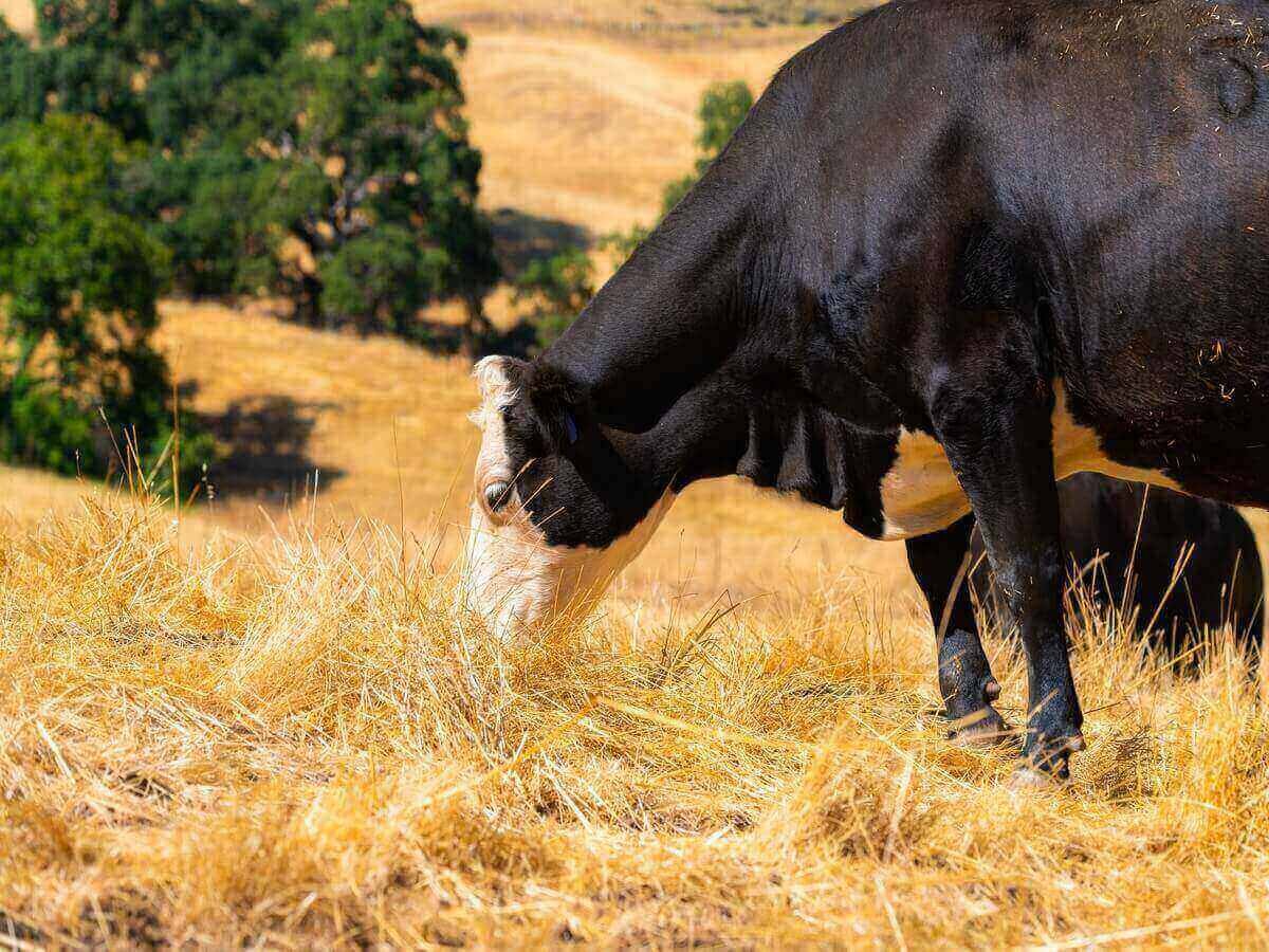 Why Sustainable Livestock Farming Benefits Everyone