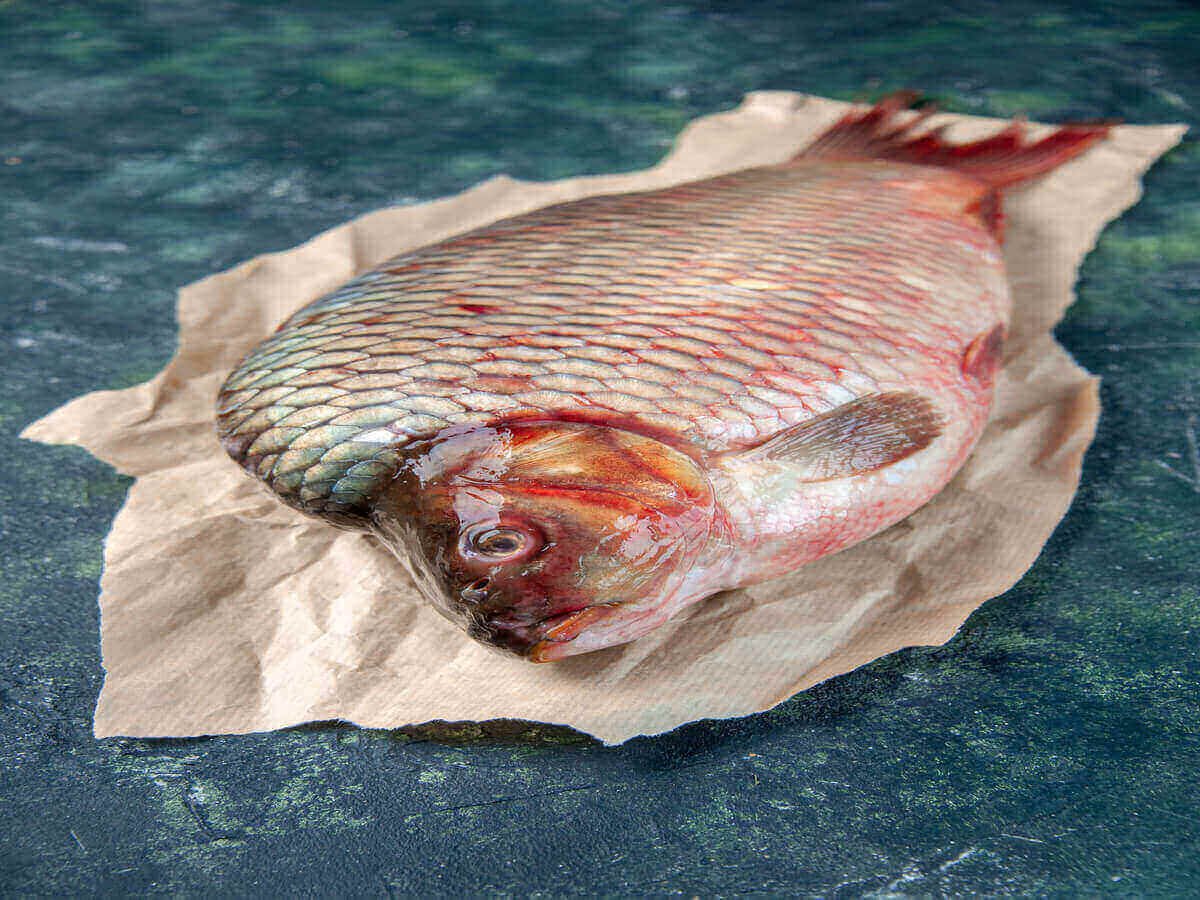 Why Traceability Matters When Buying Fish