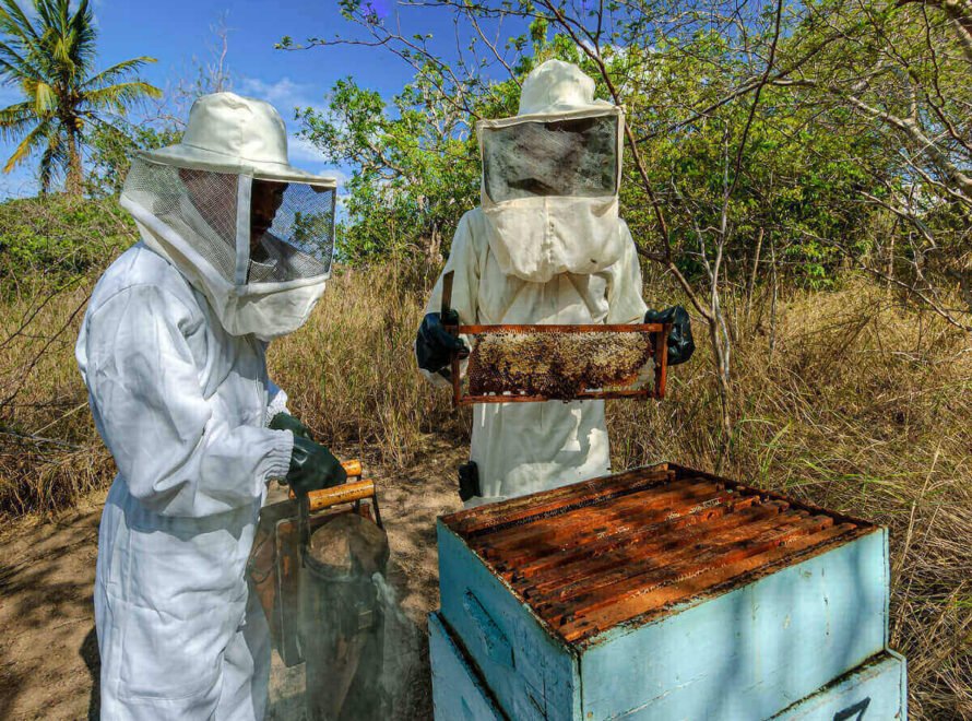 Why Traceability Matters When Buying Honey