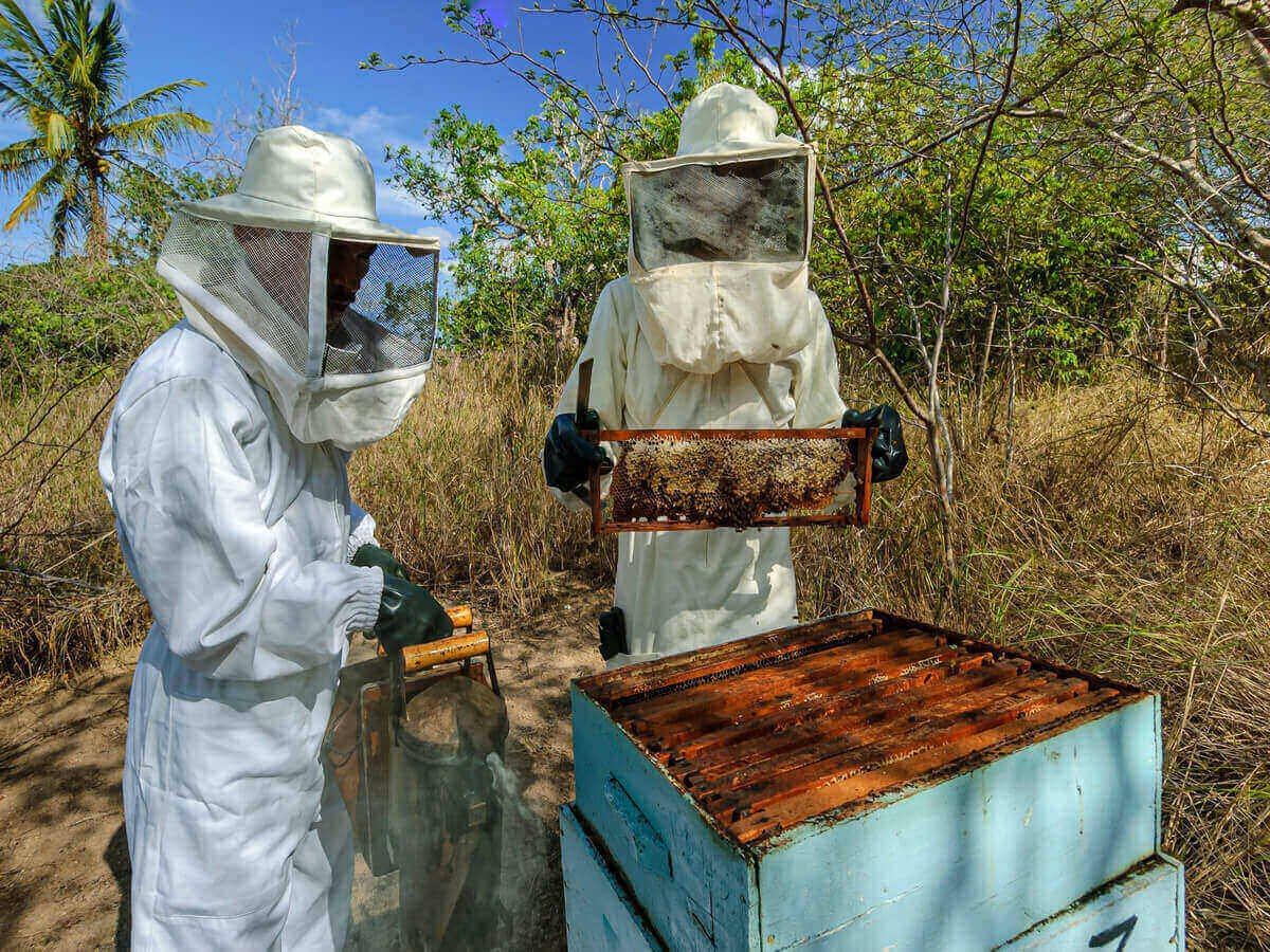 Why Traceability Matters When Buying Honey