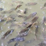 From Fish Farm to Table: The Journey of Fresh Fish