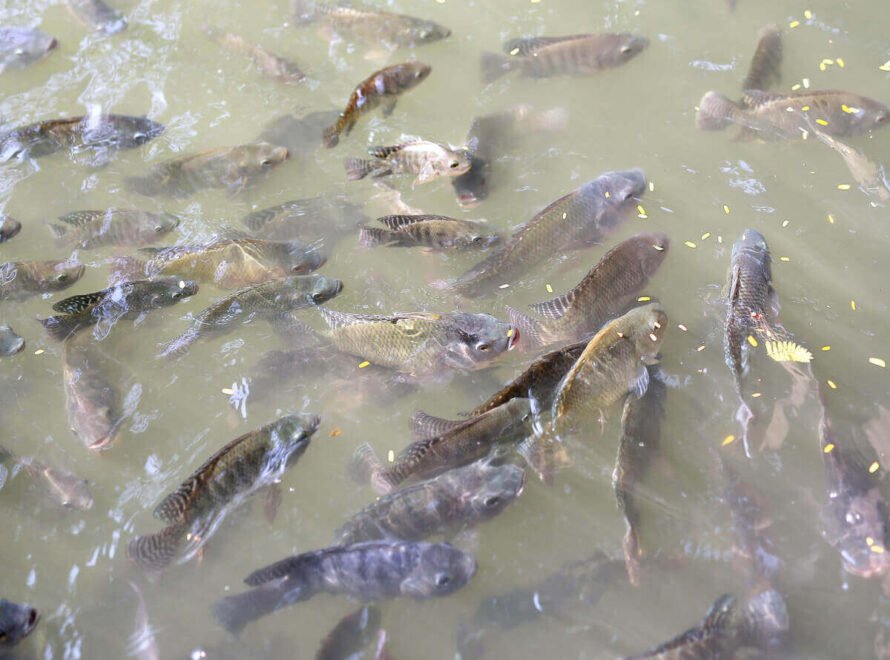 From Fish Farm to Table: The Journey of Fresh Fish