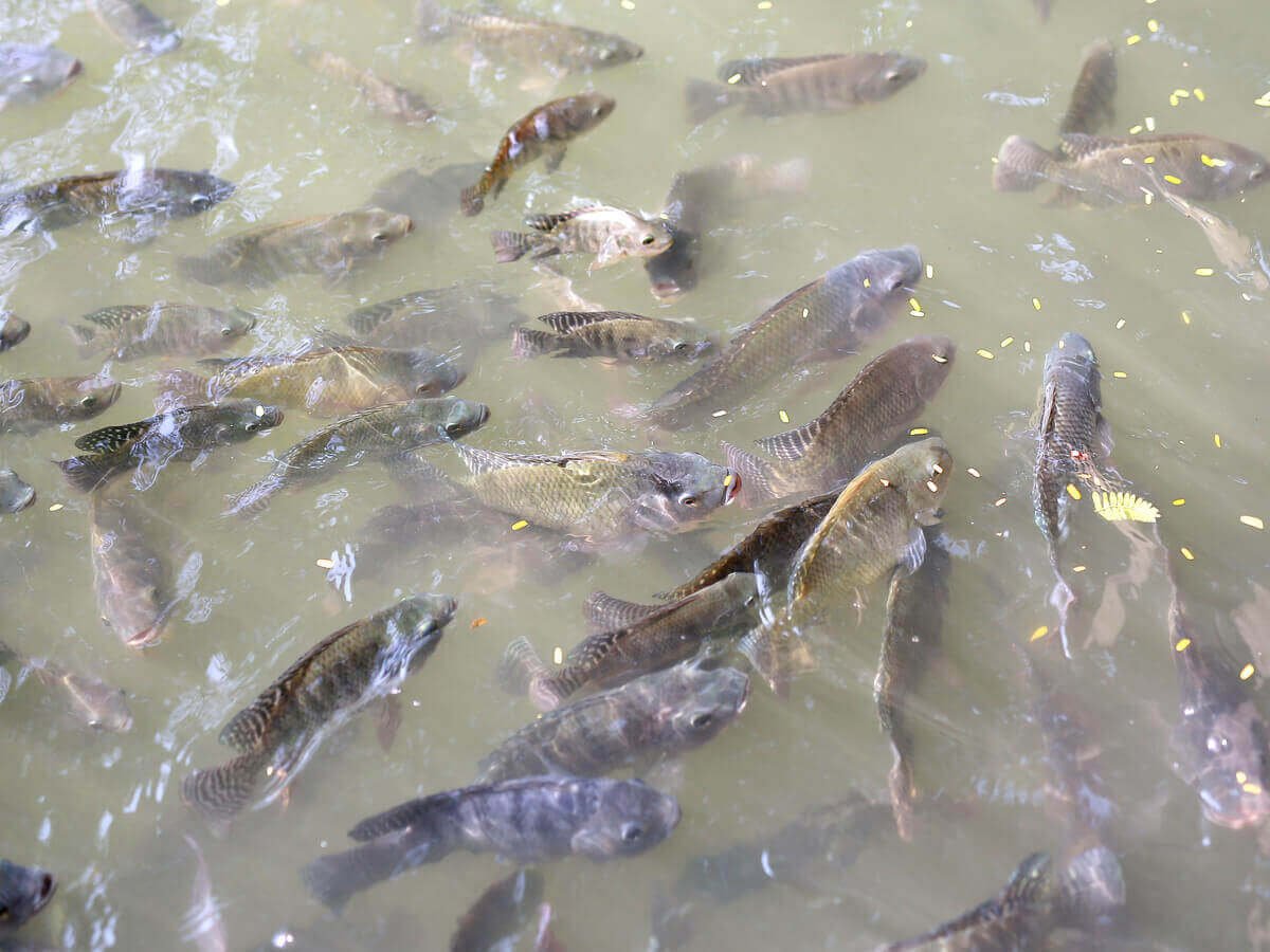 From Fish Farm to Table: The Journey of Fresh Fish