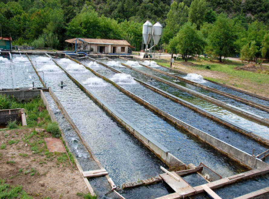 How Quality Fish Farming Improves Freshness