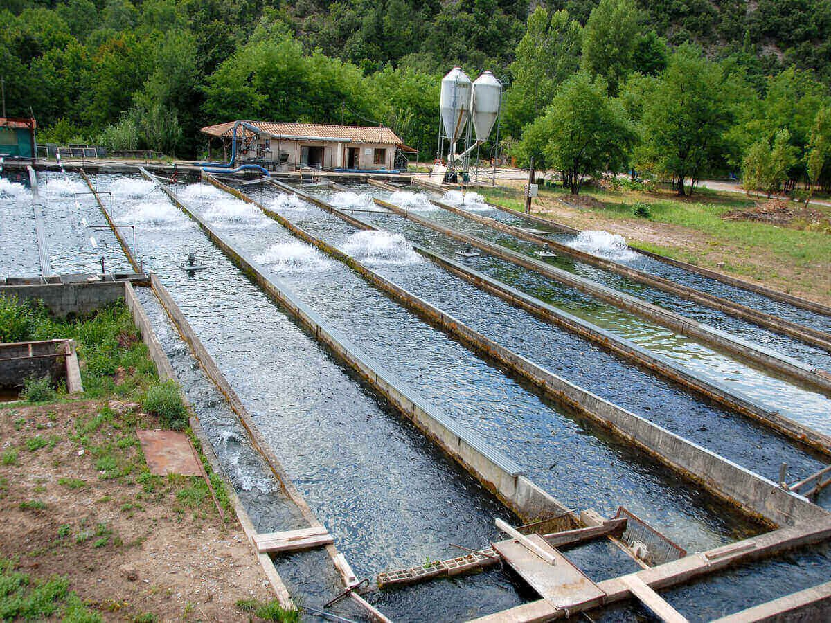 How Quality Fish Farming Improves Freshness
