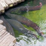 Responsible Fish Farming and Food Safety