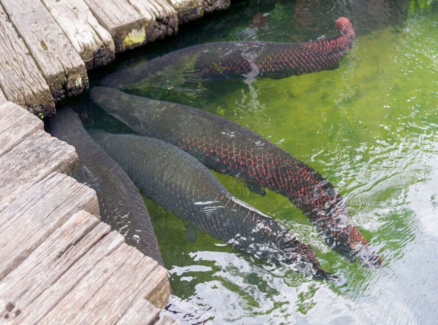 Responsible Fish Farming and Food Safety