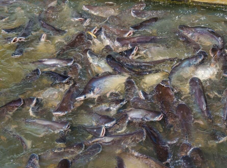 Sustainable Fish Farming in Kenya Explained