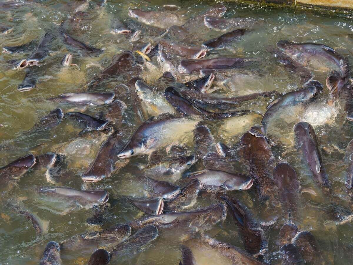 Sustainable Fish Farming in Kenya Explained
