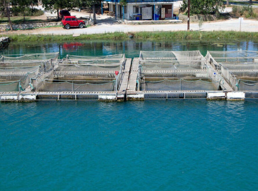 The Future of Fish Farming in Kenya